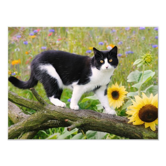 Impression Photo Chat tuxedo mignon sur une branche d'arbre avec de (Devant)