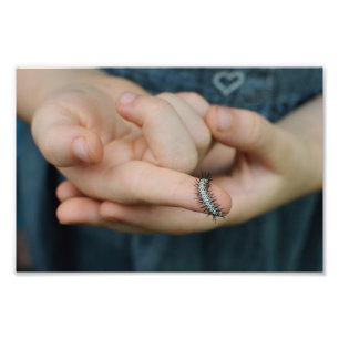 Impression Photo Chaterpillar Zebra