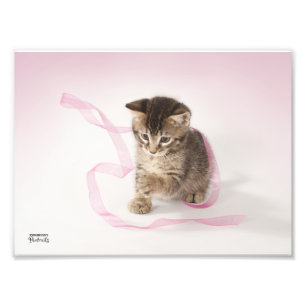 Impression Photo Chaton avec le ruban