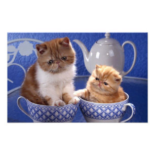 Impression Photo chats