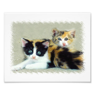Impression Photo Chats amusants
