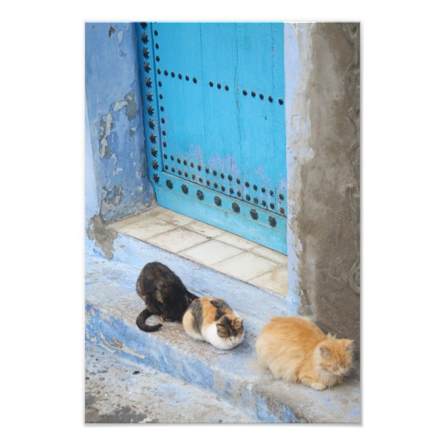 Impression Photo Chats, Chefchaouen, Maroc (Devant)