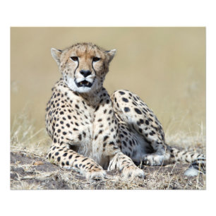 Impression Photo Cheetah