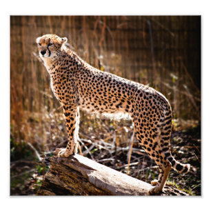 Impression Photo Cheetah