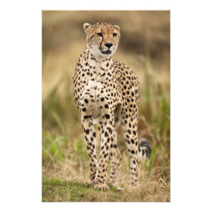 Impression Photo Cheetah, Acinonyx jubatus, dans le Masai Mara