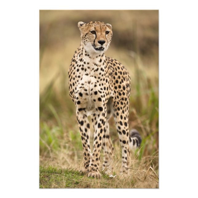 Impression Photo Cheetah, Acinonyx jubatus, dans le Masai Mara (Devant)