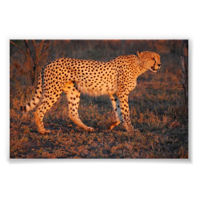Impression Photo Cheetah Afrique du Sud au coucher du soleil (Devant)
