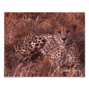 Impression Photo Cheetah Stare