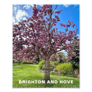 Impression Photo Cherry Blossom Tree Park à Brighton Heure du print