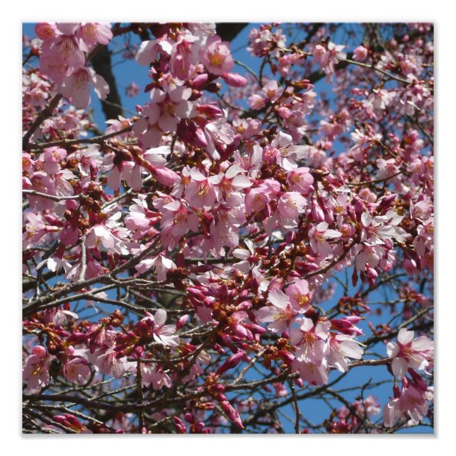 Impression Photo Cherry Blossoms et Blue Sky Spring Floral (Devant)