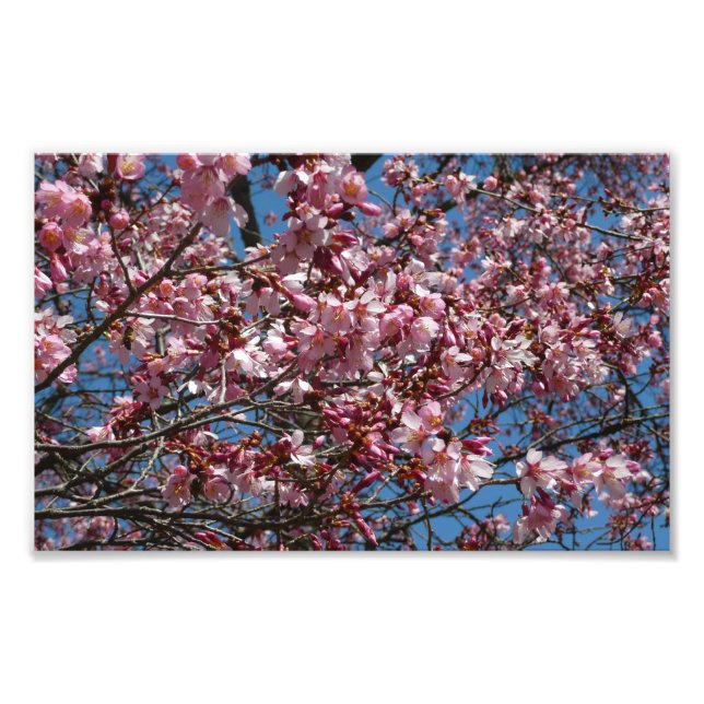 Impression Photo Cherry Blossoms et Blue Sky Spring Floral (Devant)