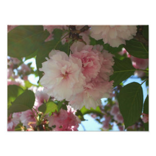 Impression Photo Cherry Tree I Spring Floral