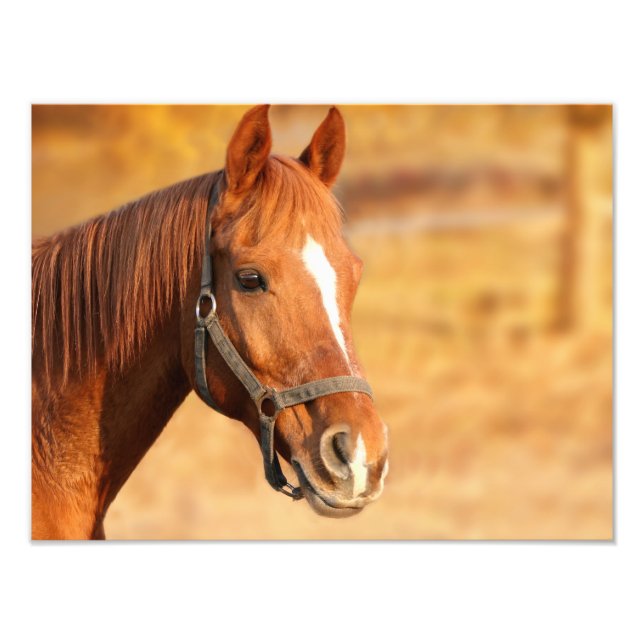 Impression Photo Cheval (Devant)
