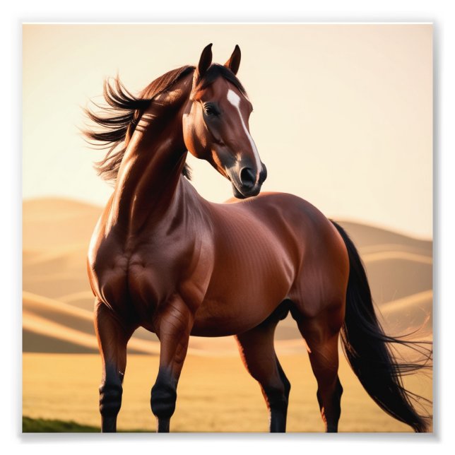 Impression Photo cheval américain (Devant)
