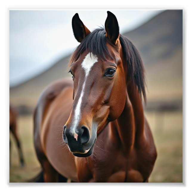 Impression Photo cheval américain (Devant)