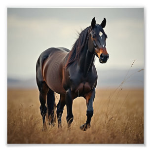 Impression Photo cheval américain