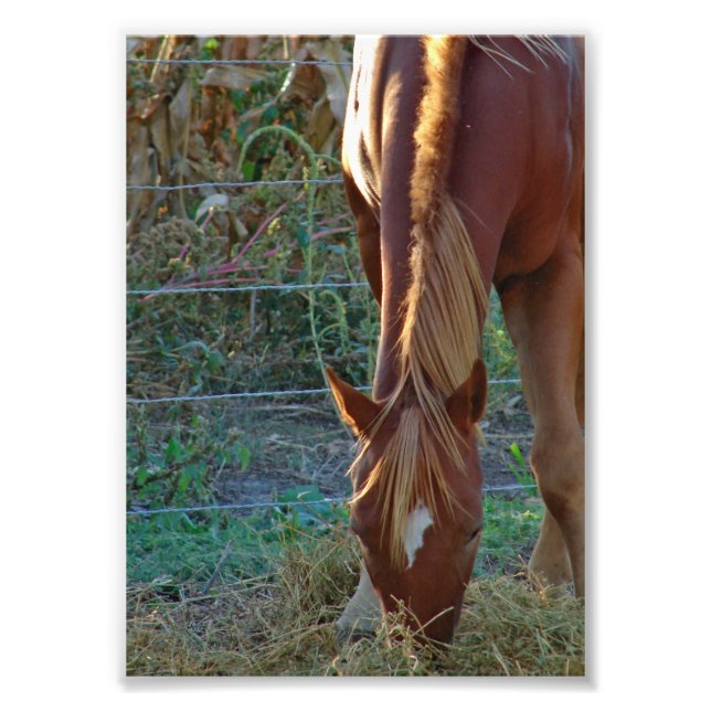Impression Photo Cheval au coucher du soleil (Devant)