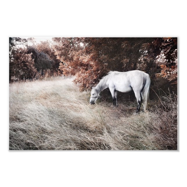 Impression Photo Cheval blanc (Devant)