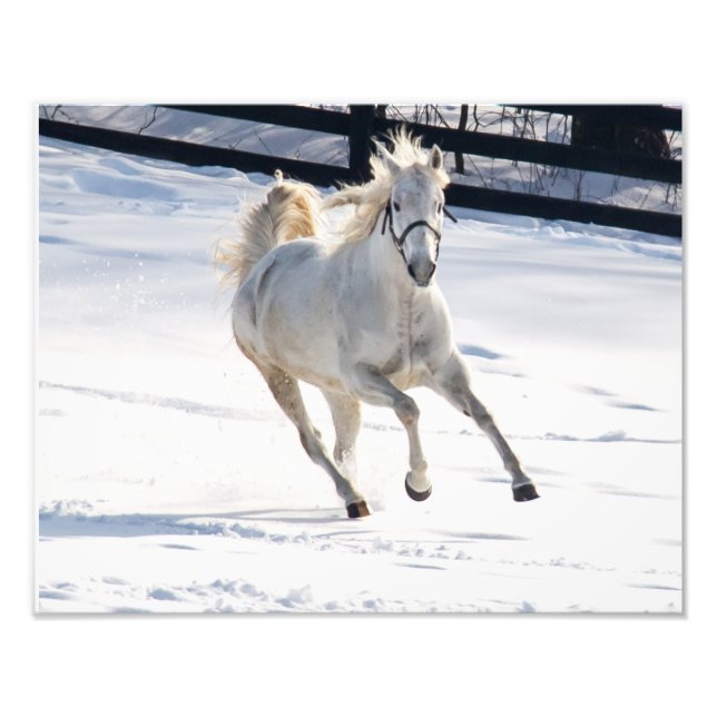 Impression Photo Cheval Blanc Courant Dans La Neige (Devant)