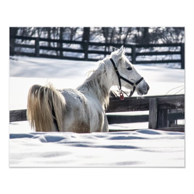 Impression Photo Cheval Blanc En Neige (Devant)