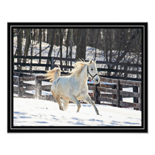 Impression Photo Cheval blanc galopant