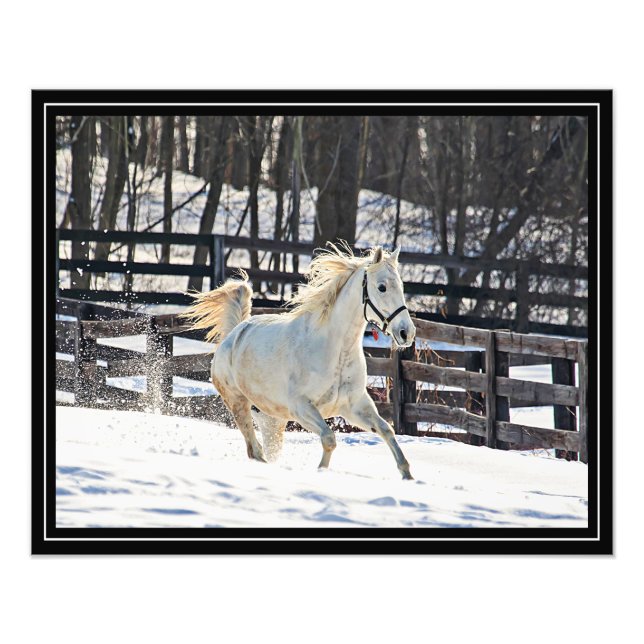Impression Photo Cheval blanc galopant (Devant)