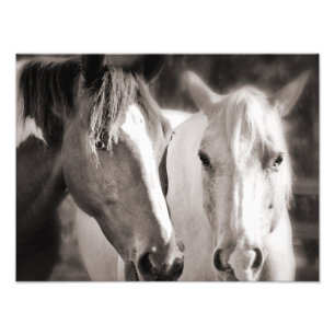 Impression Photo Cheval Brown blanc Sepia