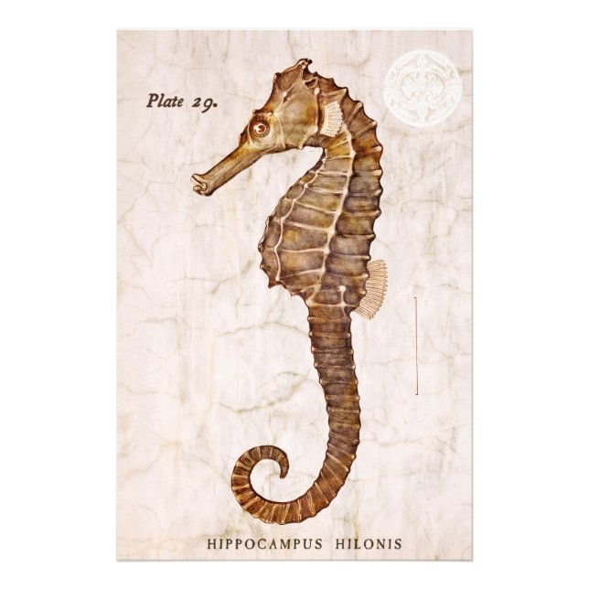 Impression Photo Cheval de mer vintage - Cheval de mer antique Cust (Devant)