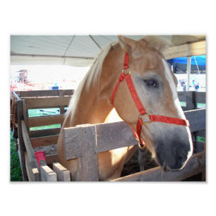 Impression Photo Cheval doux