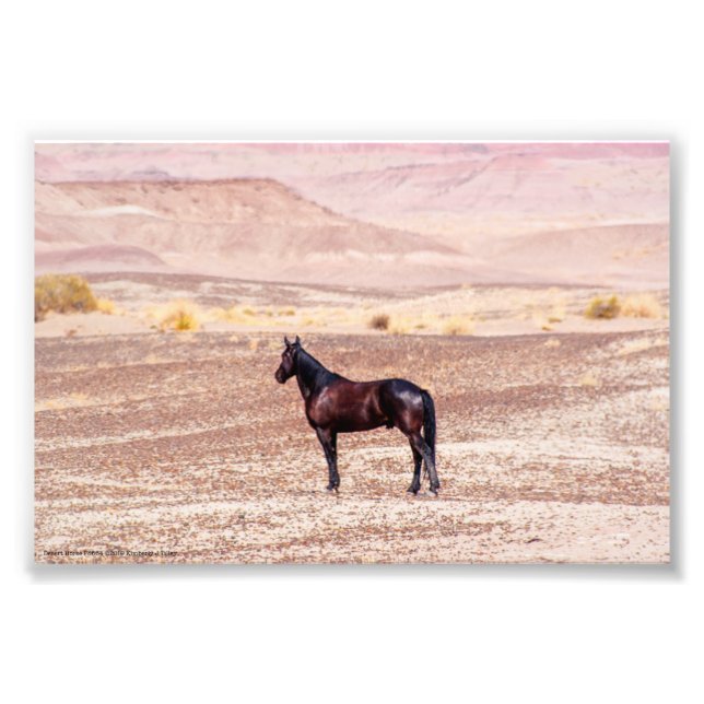 Impression Photo Cheval du désert P8664 (Devant)