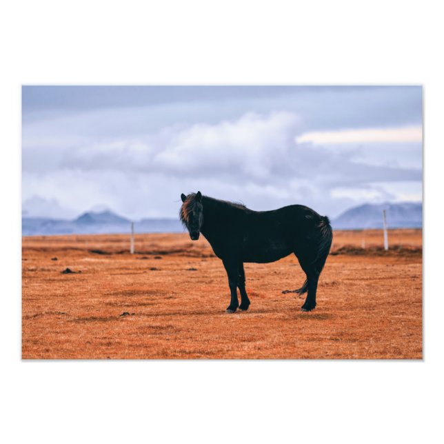 Impression Photo Cheval islandais noir emblématique (Devant)