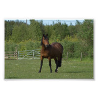 Cheval Lone