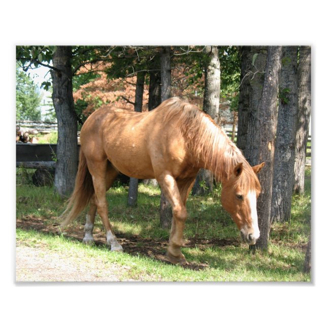 Impression Photo Cheval Palomino (Devant)