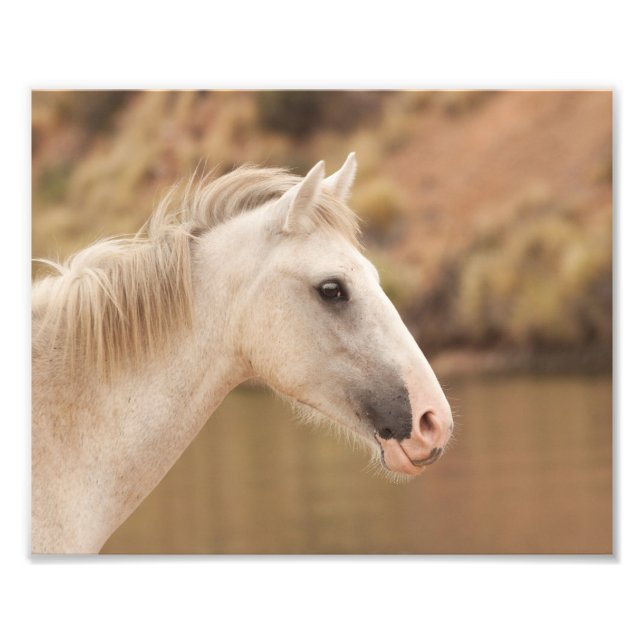Impression Photo Cheval sauvage blanc (Devant)