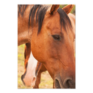 Impression Photo Cheval Se Cache Derrière Le Cheval