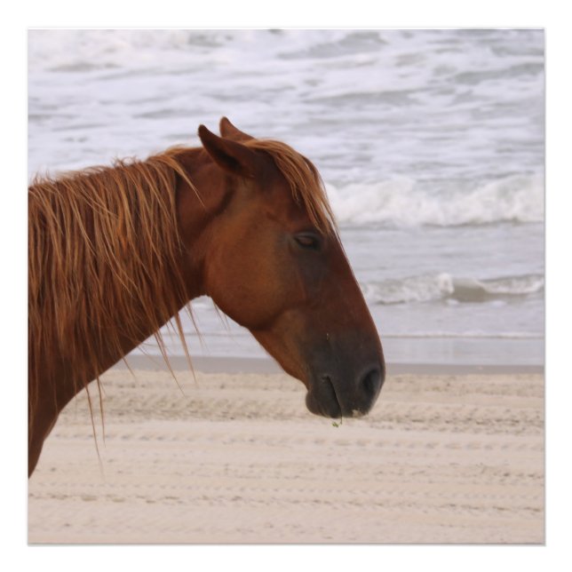 Impression Photo Cheval sur la plage Outer Banks Caroline du Nord (Devant)