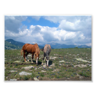 Impression Photo Chevaux