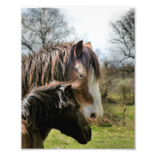 IMPRESSION PHOTO CHEVAUX