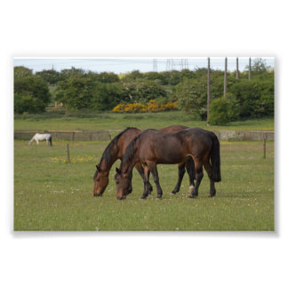 Impression Photo Chevaux