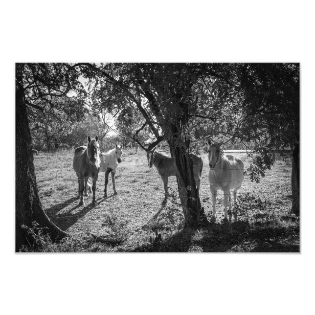 Impression Photo Chevaux en campagne (Devant)