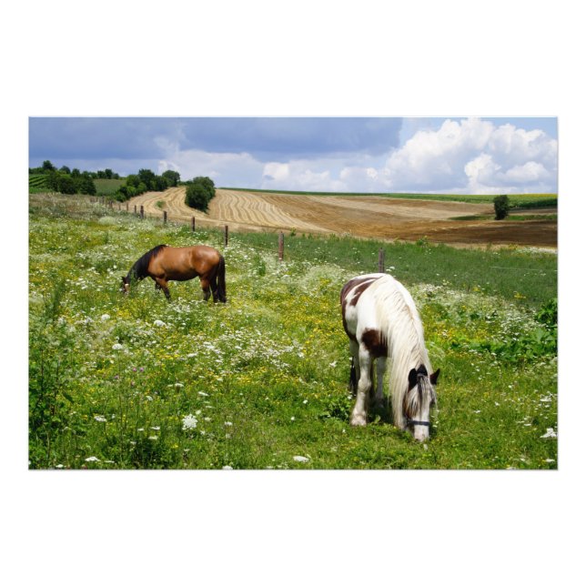 Impression Photo Chevaux en pâture (Devant)