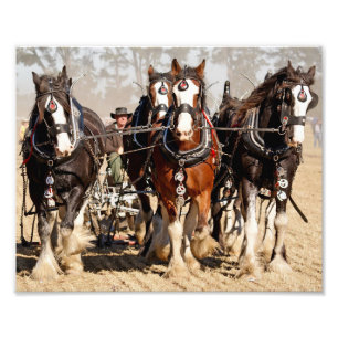 Impression Photo Chevaux labourant un champ