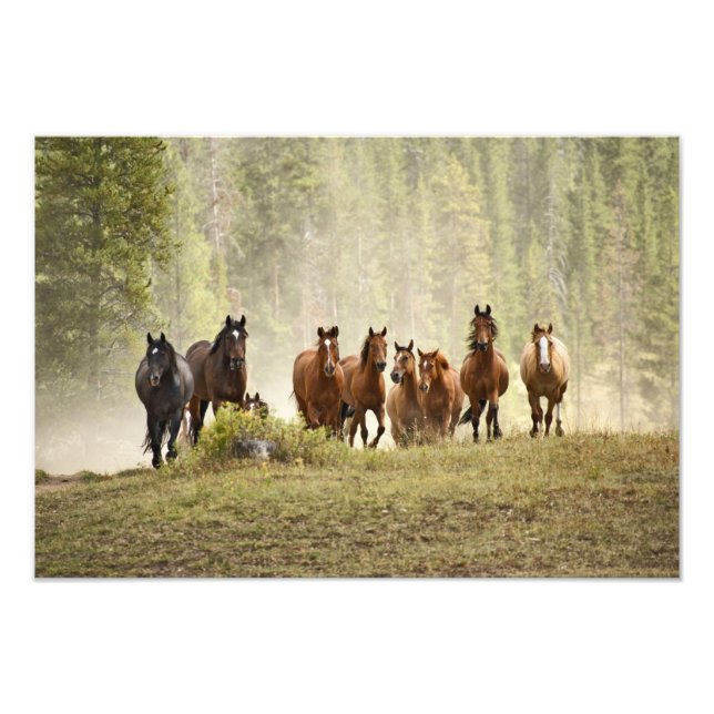 Impression Photo Chevaux se dressant sur une petite colline pendant (Devant)