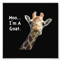 Chèvre Moo Giraffe