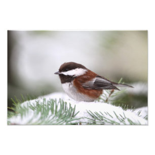 Impression Photo Chickadee dans la neige