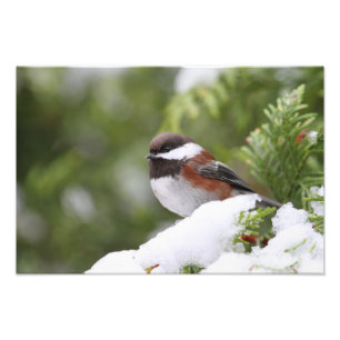 Impression Photo Chickadee dans la neige sur un arbre de cèdre