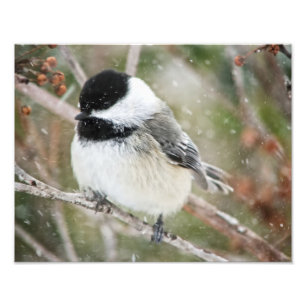 Impression Photo Chickadee dans une tempête de neige