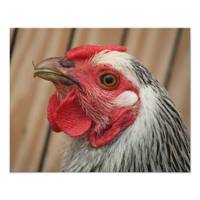Impression Photo chicken (Devant)