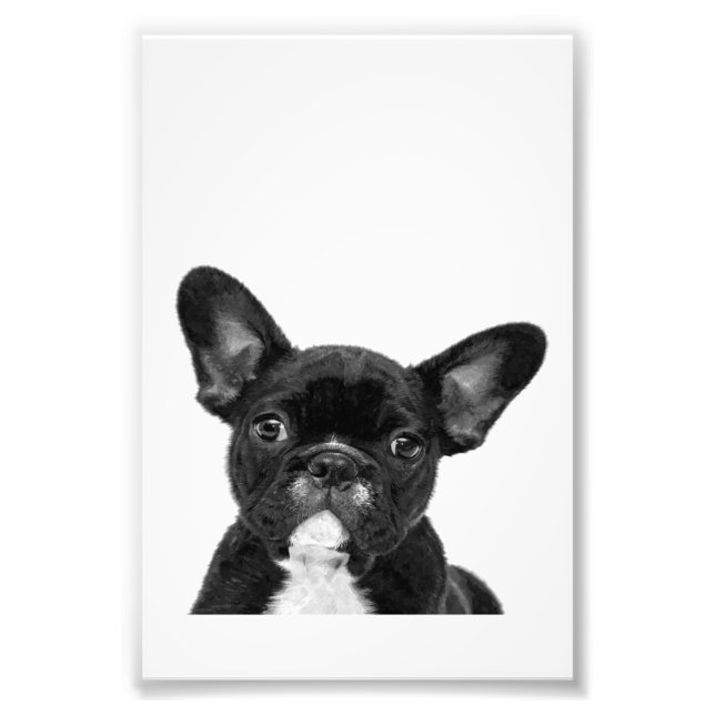 Impression Photo Chien adorable | Black French Bulldog Face (Devant)