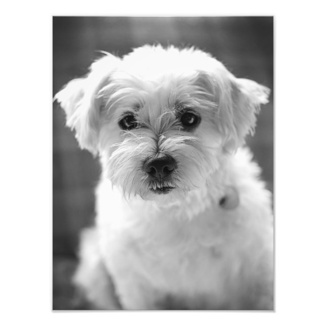 Impression Photo Chien blanc - Bonjour ! (Devant)